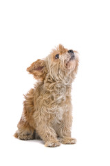 mixed breed dog looking up