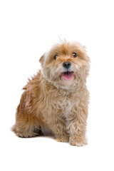 mixed breed dog isolated on a white background