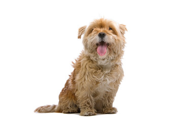 mixed breed dog isolated on a white background