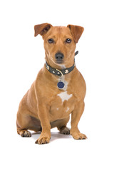 brown jack russel terrier