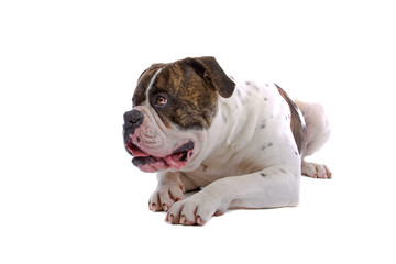 american bulldog isolated on a white background