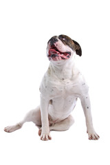 front view of a sitting american bulldog