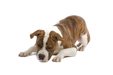 American Bulldog isolate on a white background