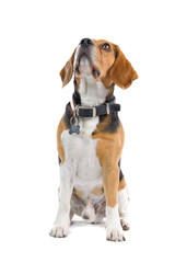 Beagle dog  looking up