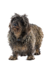 old dachshund isolated on a white background