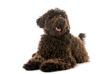 labradoodle (mixed breed) dog