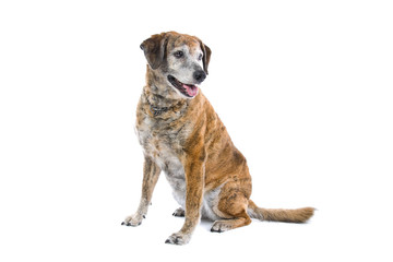 mixed breed dog isolated on a white background