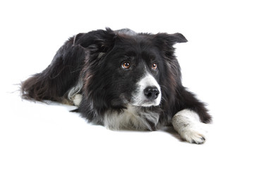 Border collie dog isolated on a white background