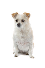 mixed breed dog isolated on a white background