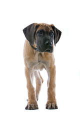 great dane puppy dog isolated on a white background
