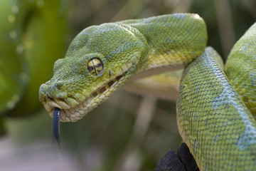 Змея из джунглей Камбоджи