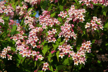 Jasmin - jasmine 30