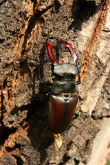 Closeup of common stag beetles male sitting on oak tree