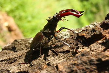 Closeup of common stag beetles male (Lucanus cervus)