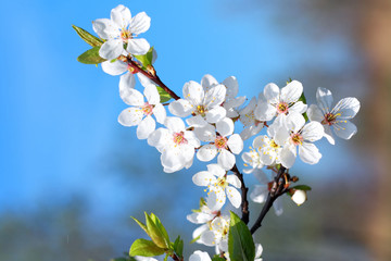 Blossom Flowers