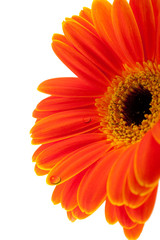 Gerbera Daisy mit Tropfen