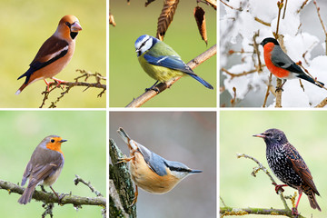 Plakaty  francuskie ptaki ogrodowe