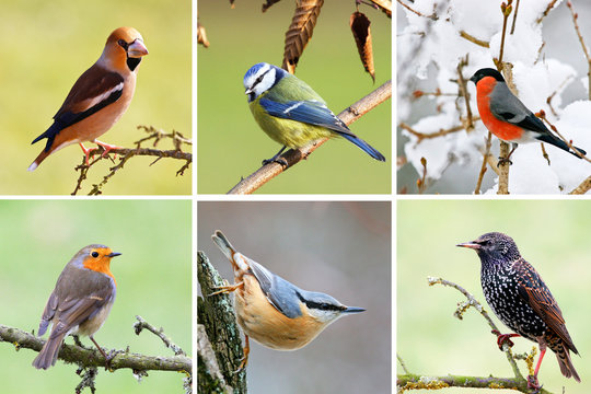oiseaux des jardins francais