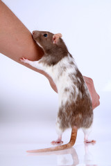 Ratte mit Frauchen