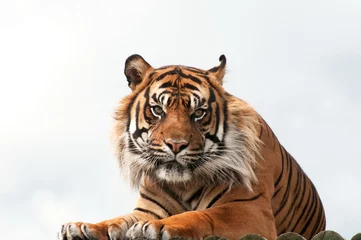 Afwasbaar Fotobehang Tijger Bengal tiger against the sky