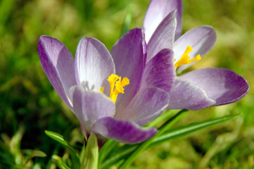 Zwei blau Krokusblüten im Sonnenlicht