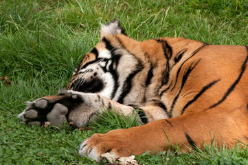 sleeping tiger