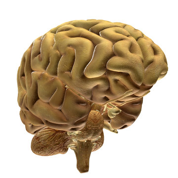 Brain Bio