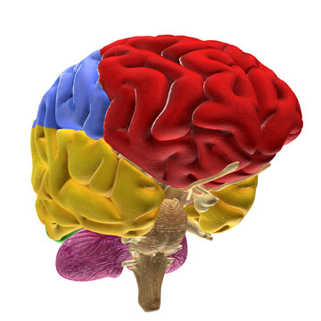 Brain Scheme