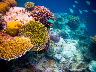 under water world at Maldives