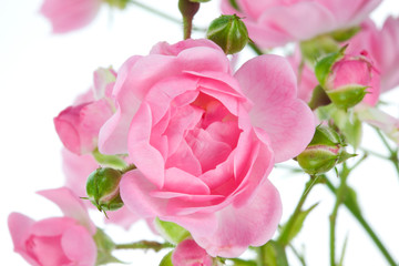 Pink rose.