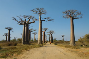 Fototapeta na wymiar Aleja Baobabs