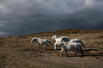 Wild welsh ponies