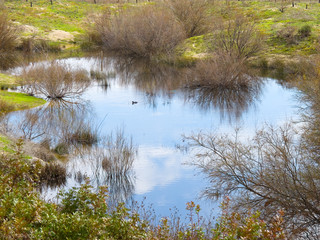 Small lake in Fuente Piedra