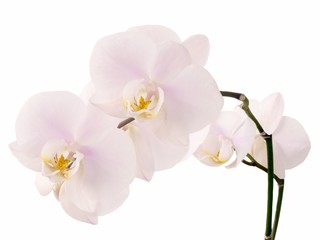 Obraz na płótnie Canvas pink orchid flowers