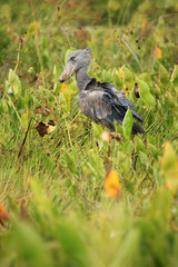 Shoebill in the Wild - Uganda, Africa