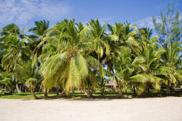 Fototapeta na wymiar Coconuts on the beach