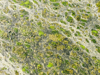 Surface water with moss