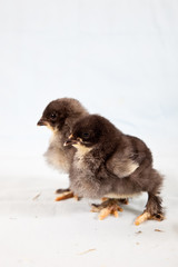 Easter chicks