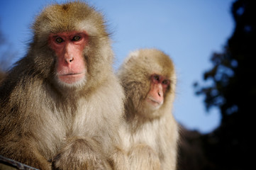 Japanese Macaque snow monkeys