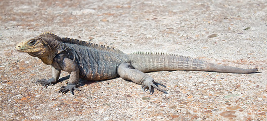 Brightly colored  Iguana