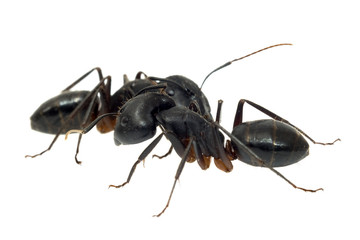 Ants isolated on white