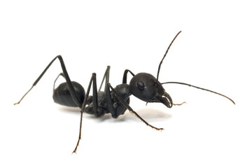 ant  isolated on white