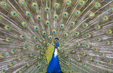 Fototapeta premium peacock