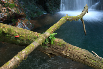 Old tree trunks and waterfall