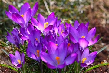 gartenarbeit-krokusse