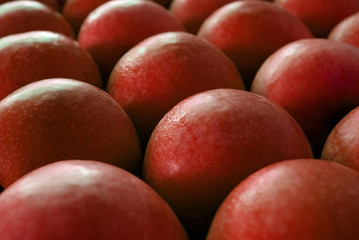 pommes rouges alignées