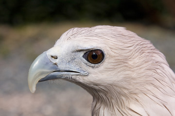 Eagle