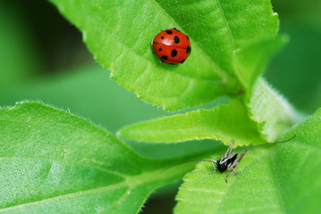 Grasshopper and ladybird