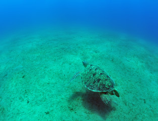 Obraz na płótnie Canvas green sea turtle (Chelonia mydas)