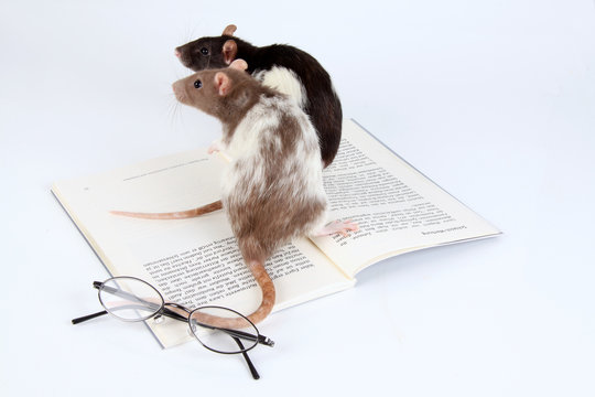 Lese-Ratten